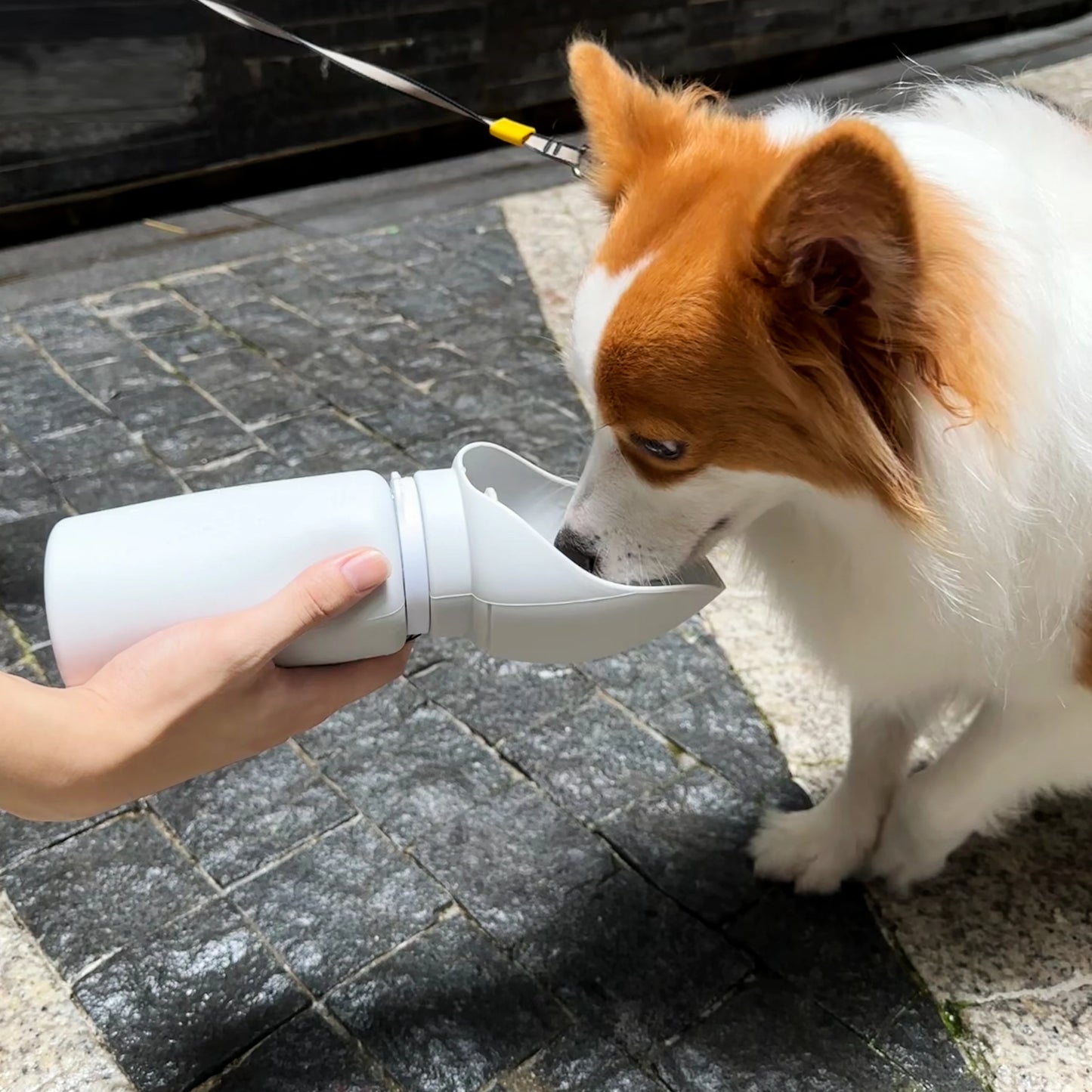Corgi drinking from Sip-n-Stroll bottle on city pavement.