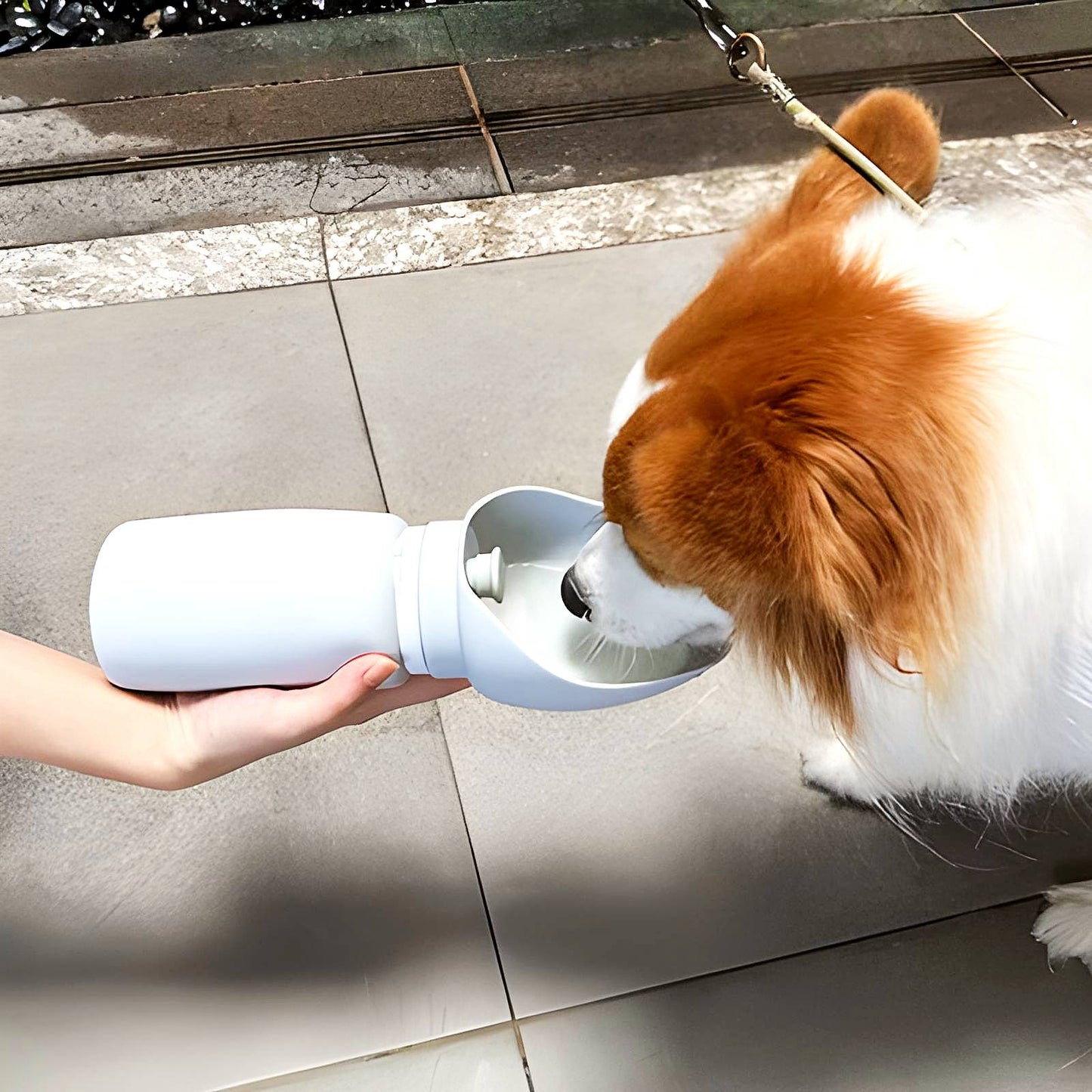 Corgi drinking from Sip-n-Stroll™ portable dog water bottle – 550 ml leak-proof design for outdoor walks and travel