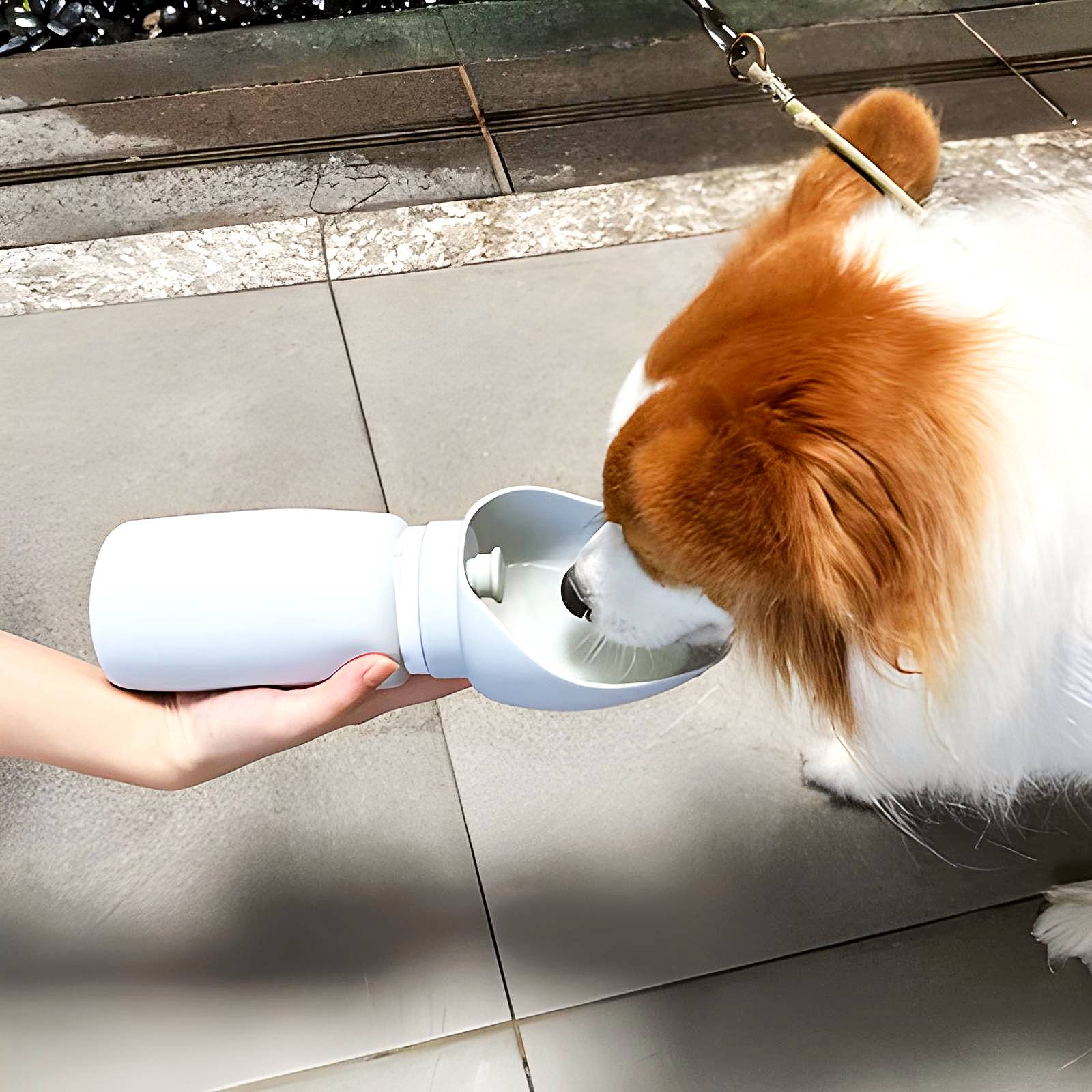 Corgi drinking from Sip-n-Stroll™ portable dog water bottle – 550 ml leak-proof design for outdoor walks and travel